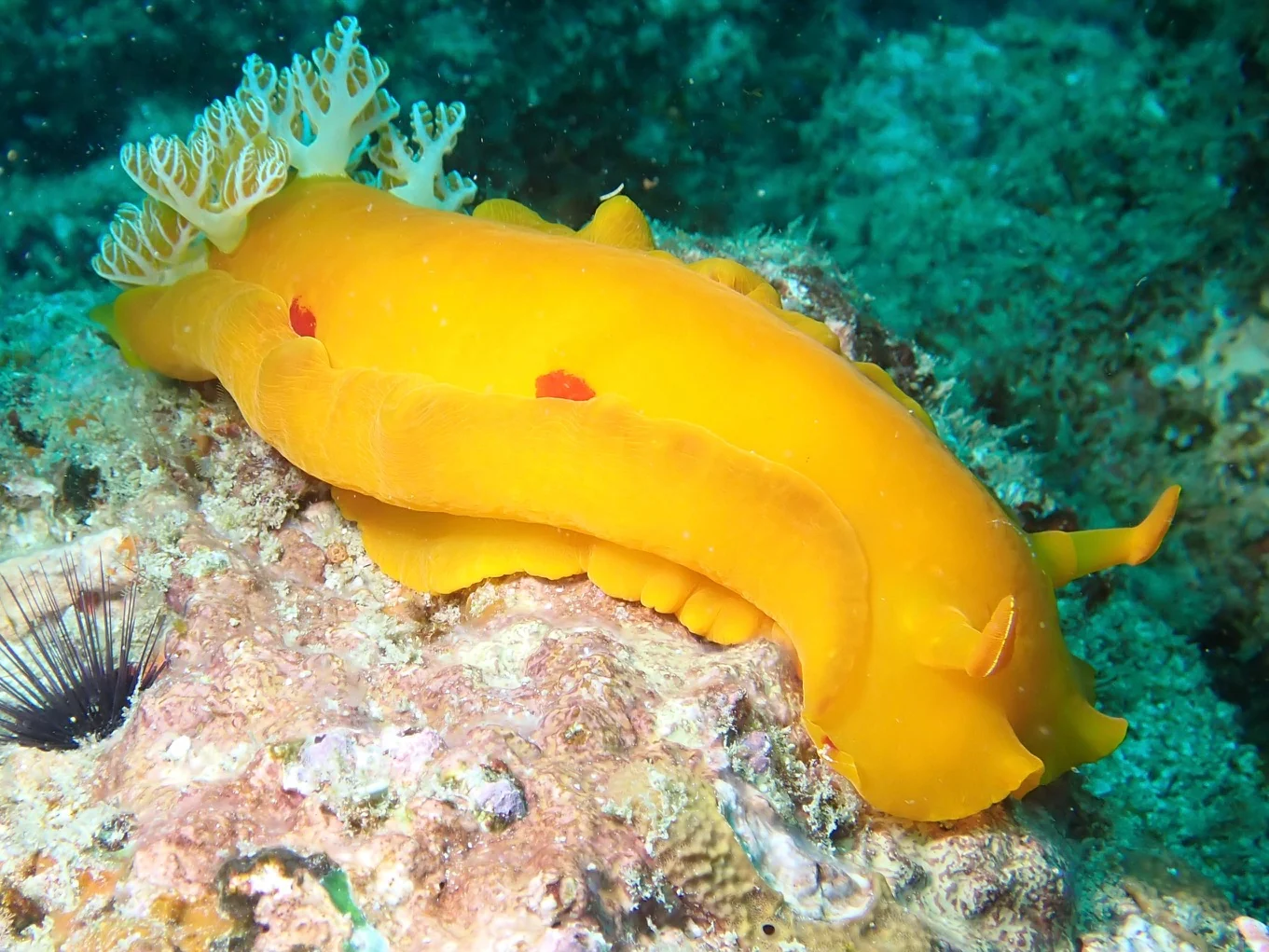Mozambique underwater photography gallery image