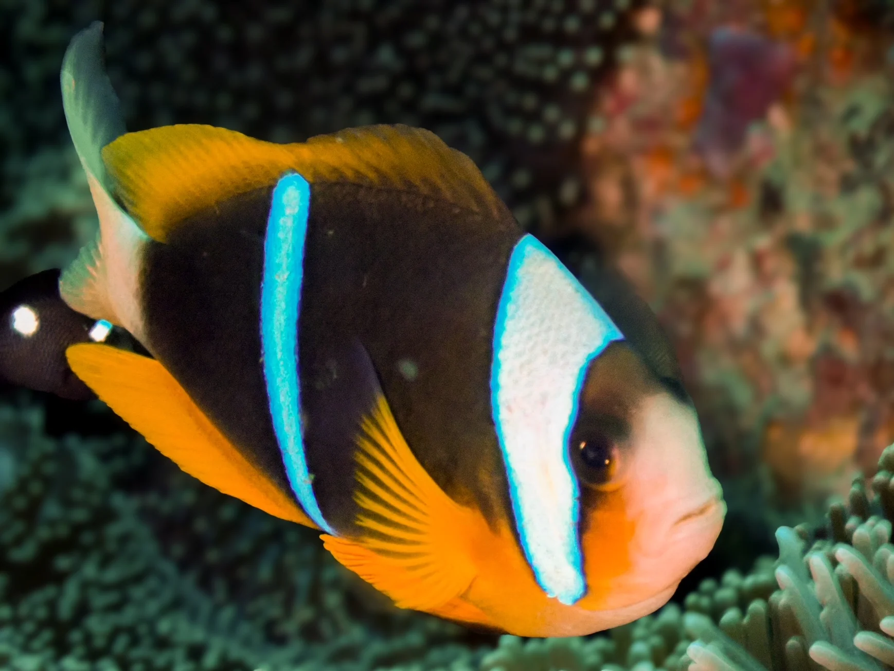 Mozambique underwater photography gallery image