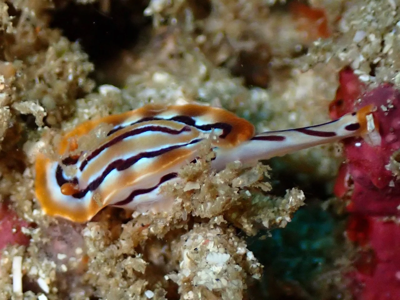 Mozambique underwater photography gallery image