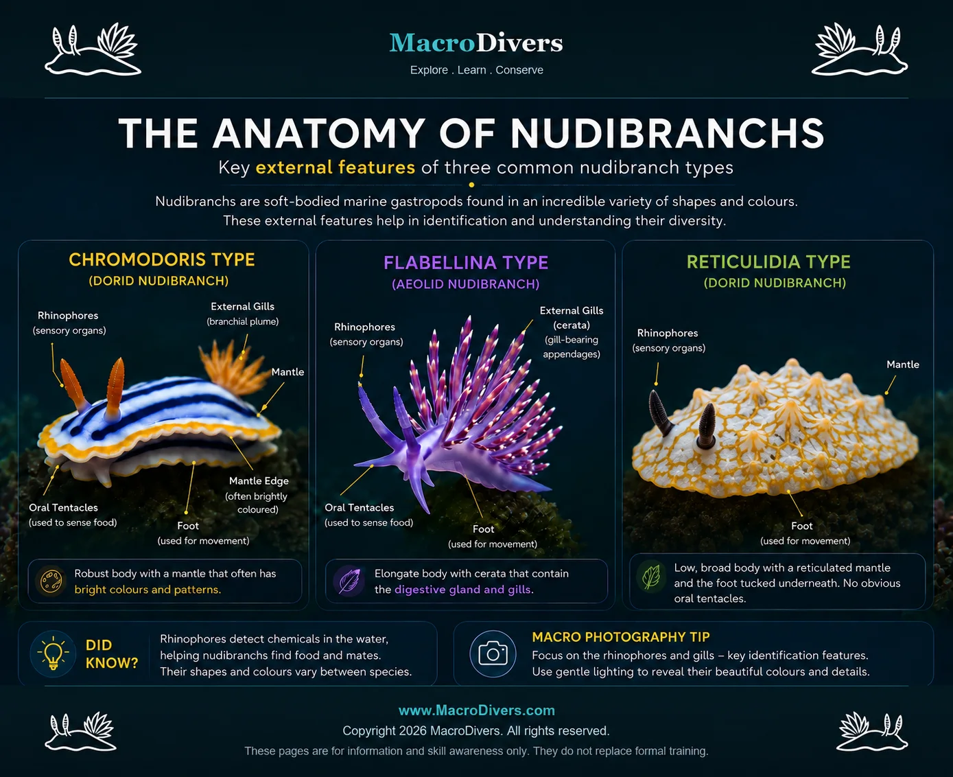 Infographic showing the external anatomy of three common nudibranch types: Chromodoris, Flabellina and Reticulidia