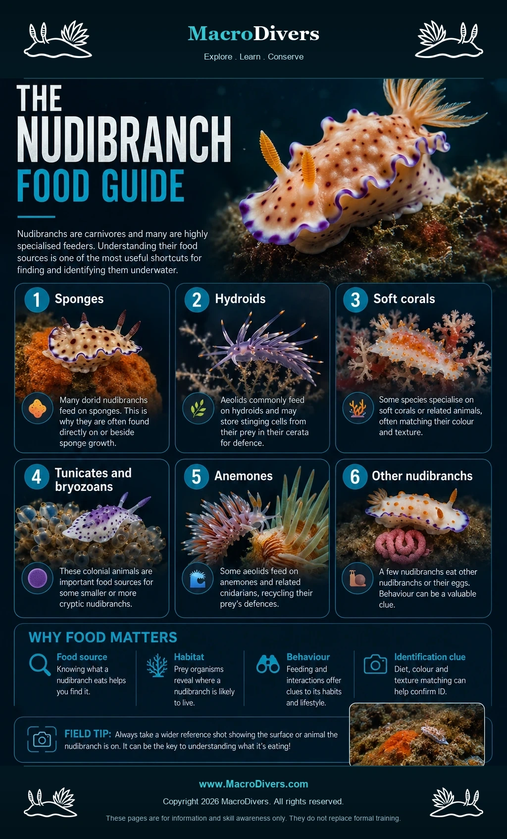 MacroDivers infographic showing nudibranch food sources including sponges, hydroids, soft corals, tunicates and bryozoans, anemones and other nudibranchs