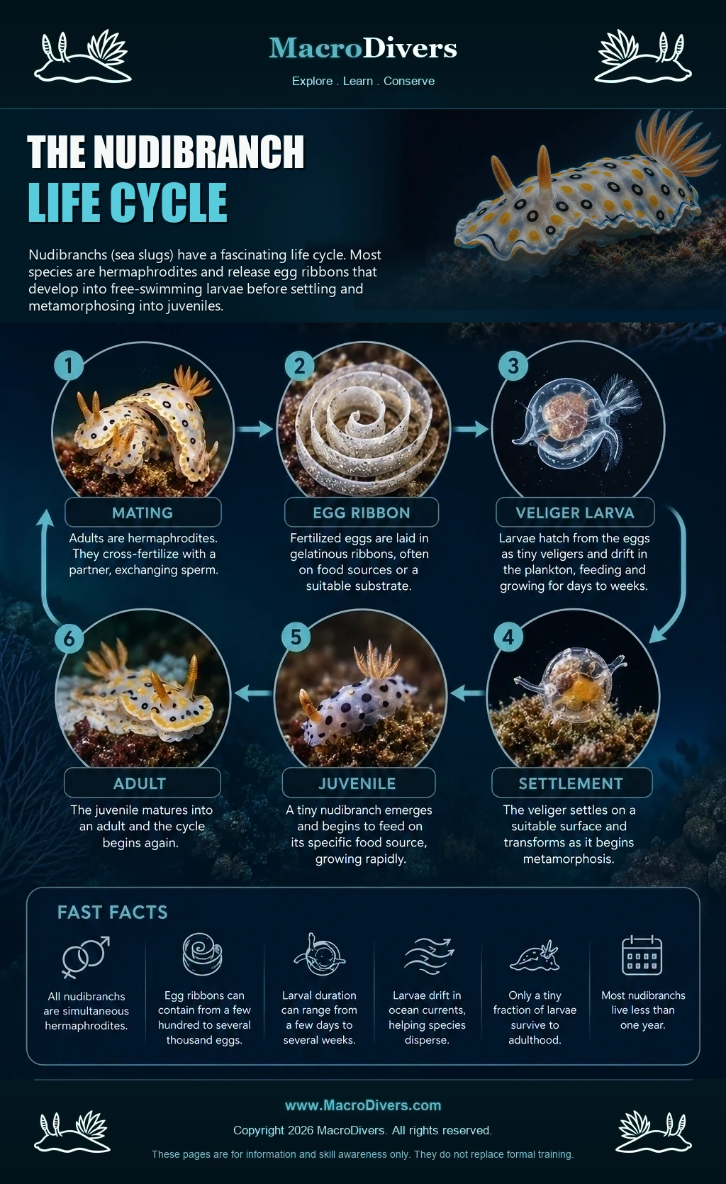 MacroDivers infographic showing the nudibranch life cycle from mating and egg ribbons to larvae, settlement, juveniles and adults