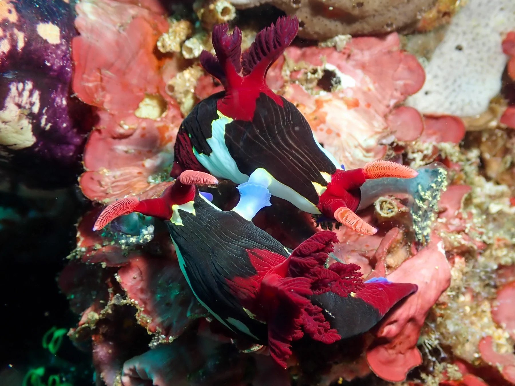Two nudibranchs mating