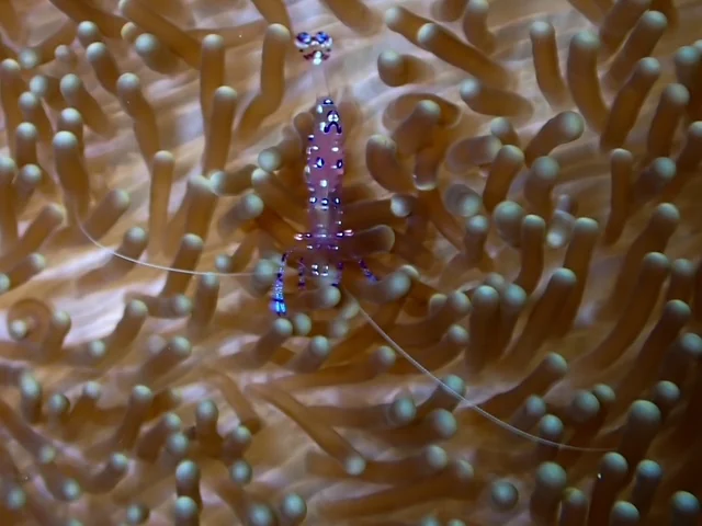 Raja Ampat underwater photography gallery image