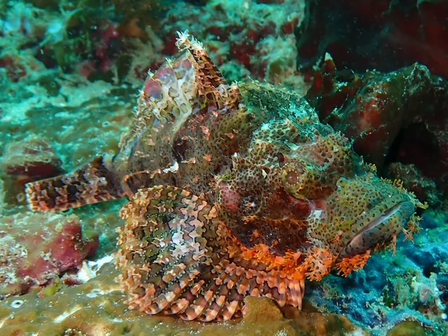 Raja Ampat underwater photography gallery image