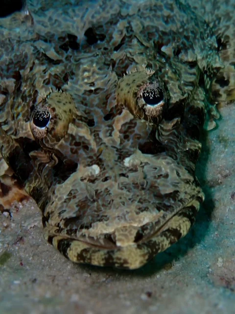 Raja Ampat underwater photography gallery image