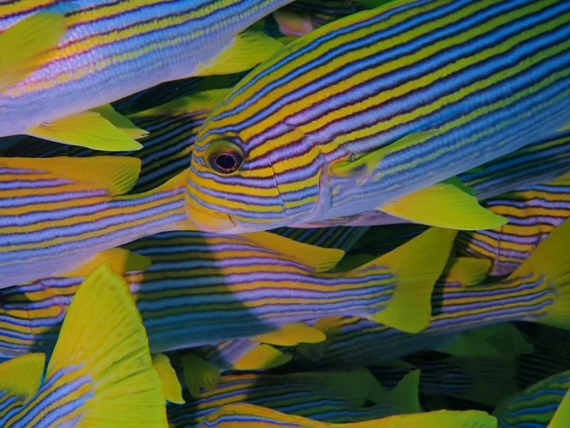 Raja Ampat underwater photography gallery image