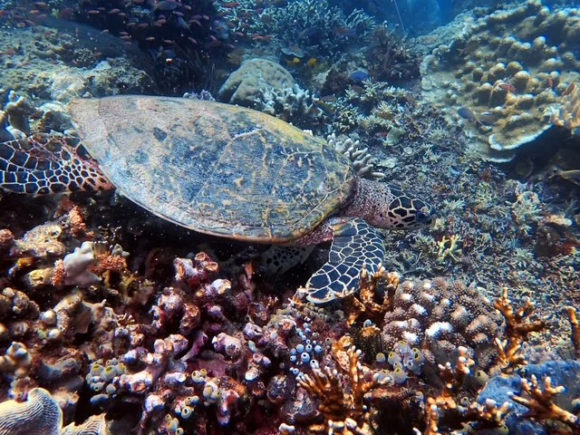 Raja Ampat underwater photography gallery image