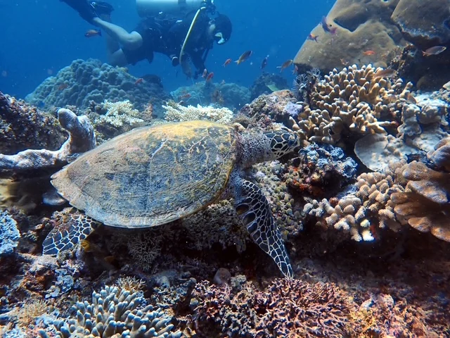 Raja Ampat underwater photography gallery image