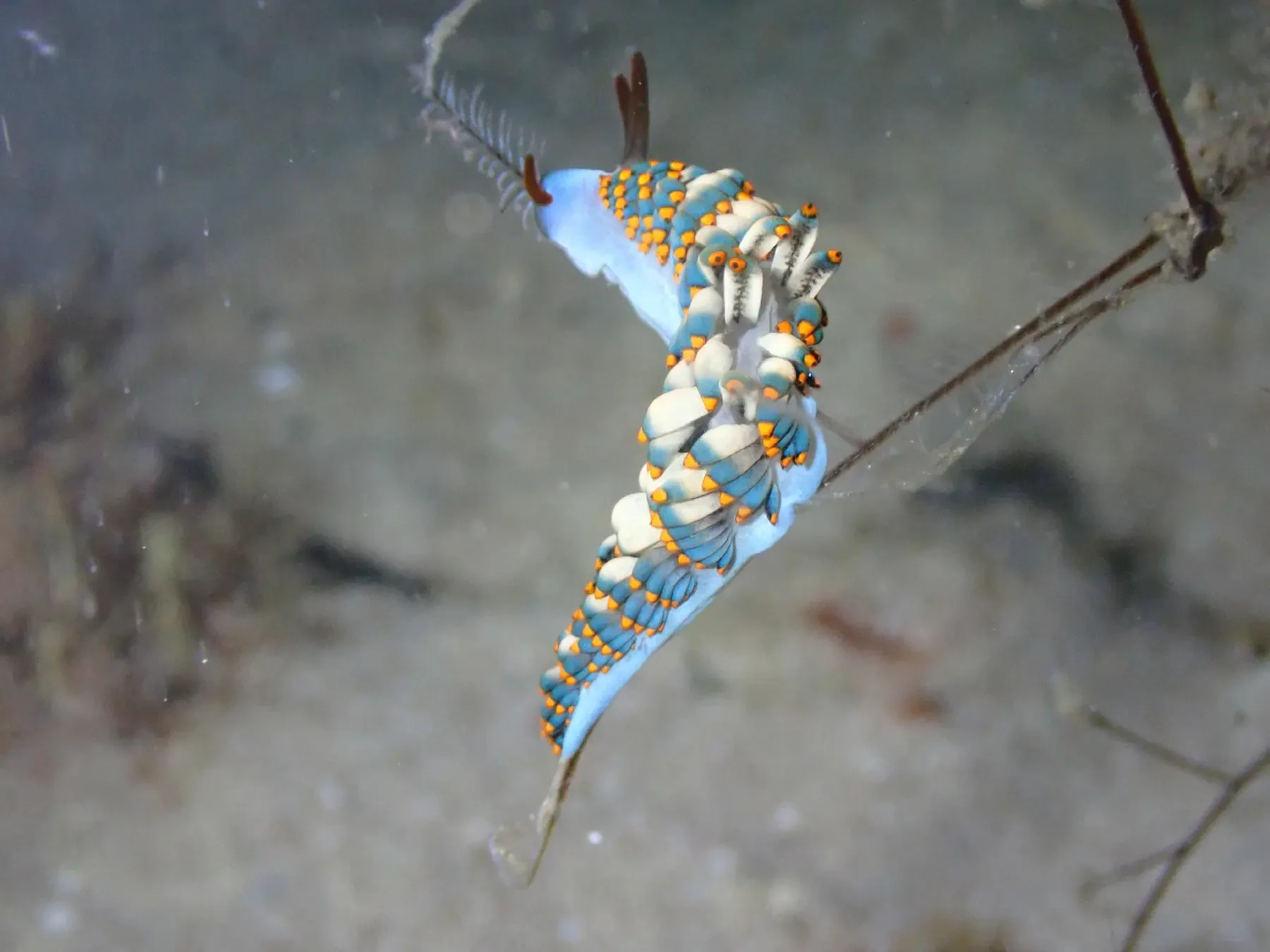 Aeolid nudibranch with finger-like cerata on the back