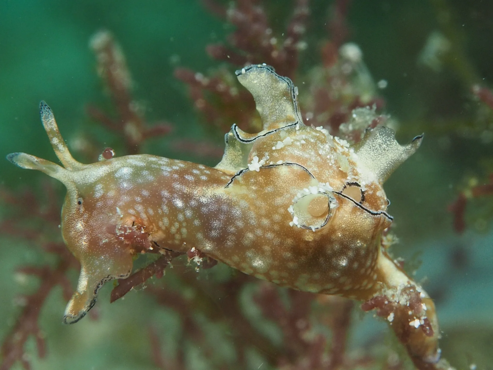 Head-shield slug (Chelidonura) representing other sea slugs often photographed by macro divers