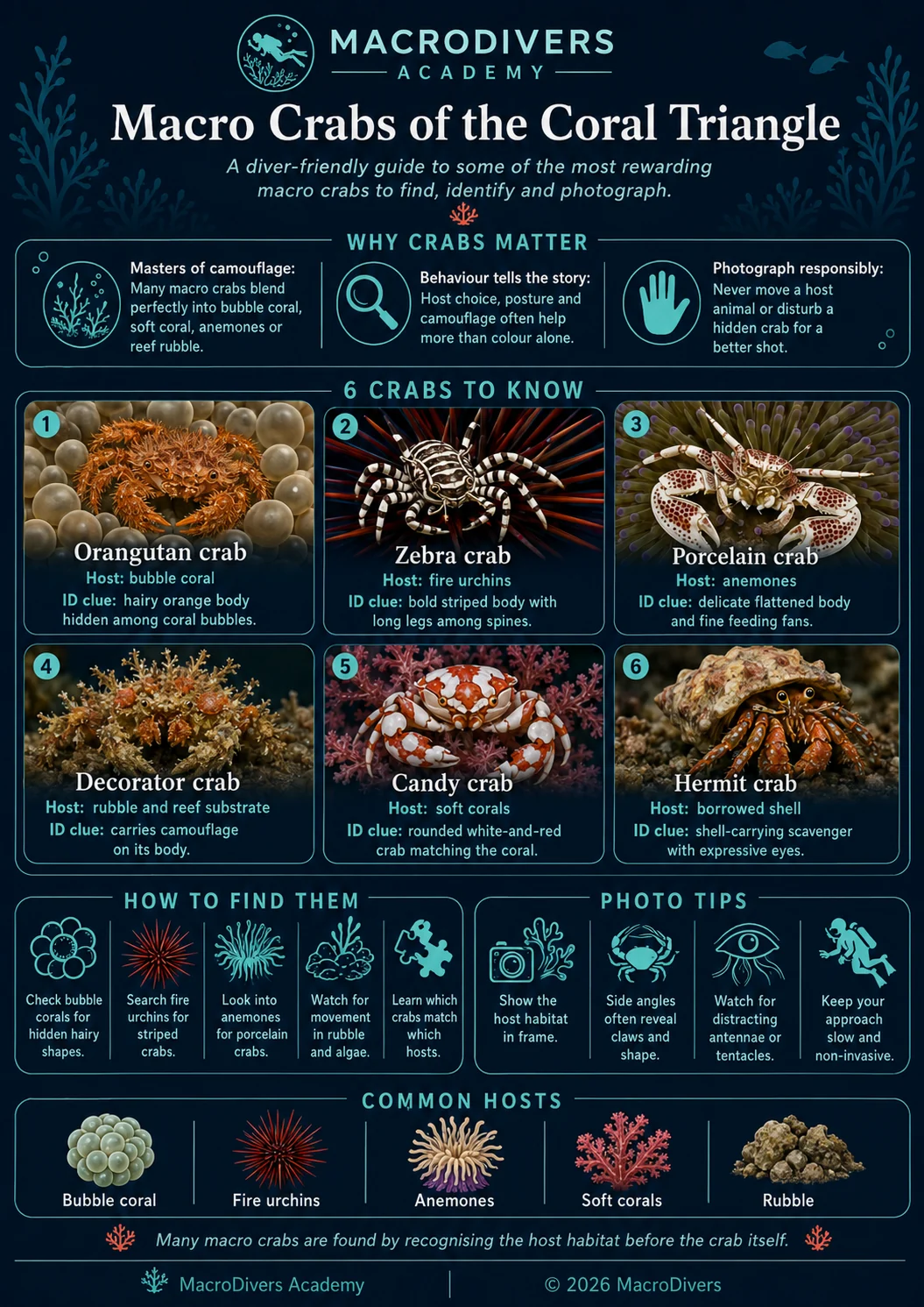 MacroDivers infographic showing macro crabs of the Coral Triangle, including orangutan crab, zebra crab, porcelain crab, decorator crab, candy crab and hermit crab.