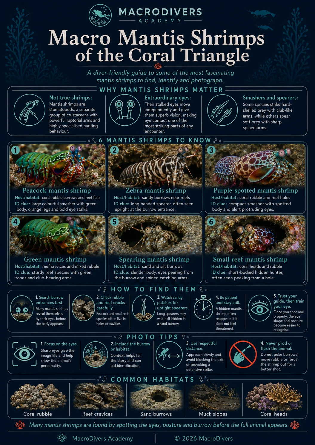 MacroDivers infographic showing macro mantis shrimps of the Coral Triangle, including peacock mantis shrimp, zebra mantis shrimp, purple-spotted mantis shrimp, green mantis shrimp, spearing mantis shrimp and small reef mantis shrimp.