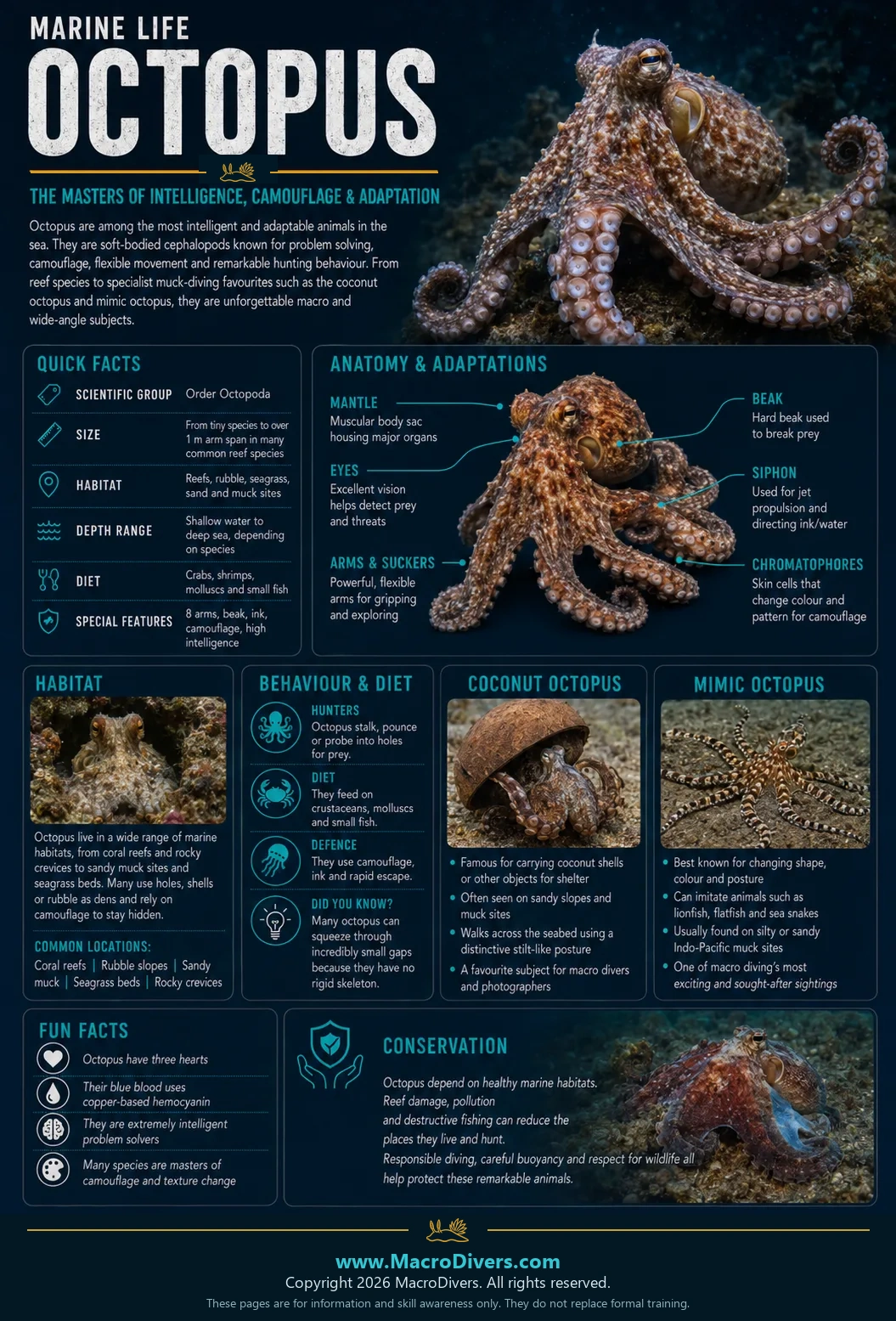 Octopus infographic showing quick facts, anatomy, habitat, behaviour, coconut octopus, mimic octopus, fun facts and conservation information.