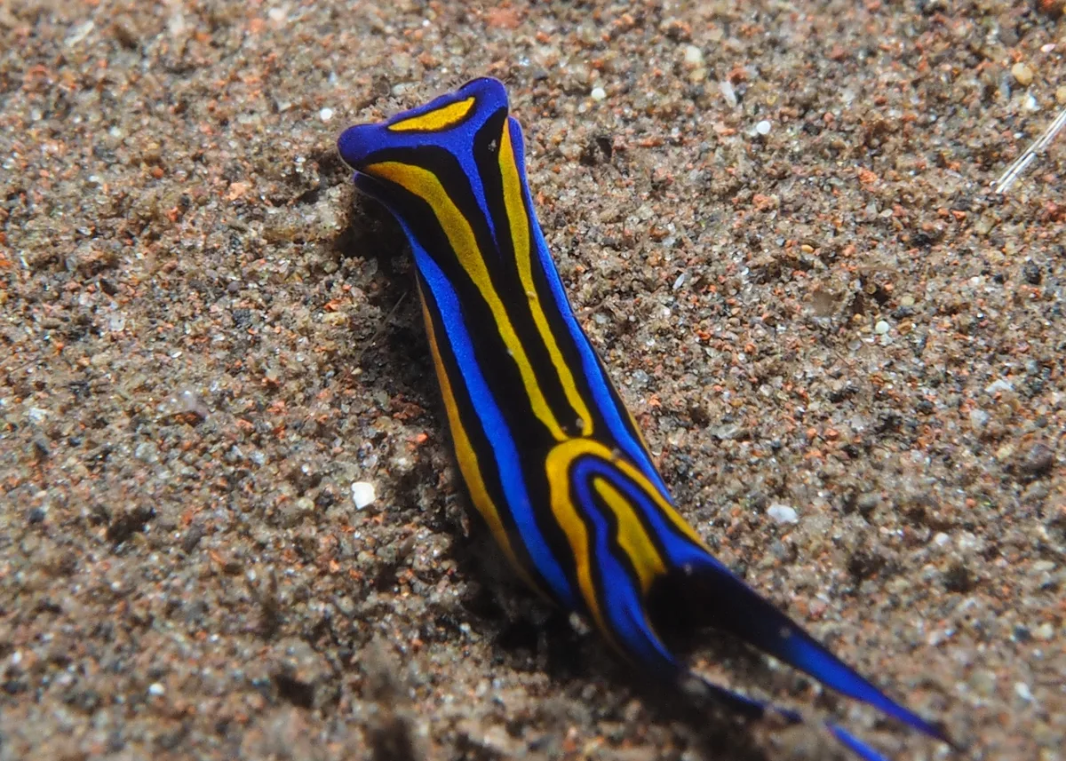 Chelidonura headshield sea slug with a long narrow elongate body shape on dark sand.