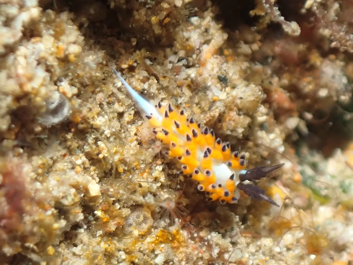 Favorinus nudibranch showing an elongate body with cerata along the back.