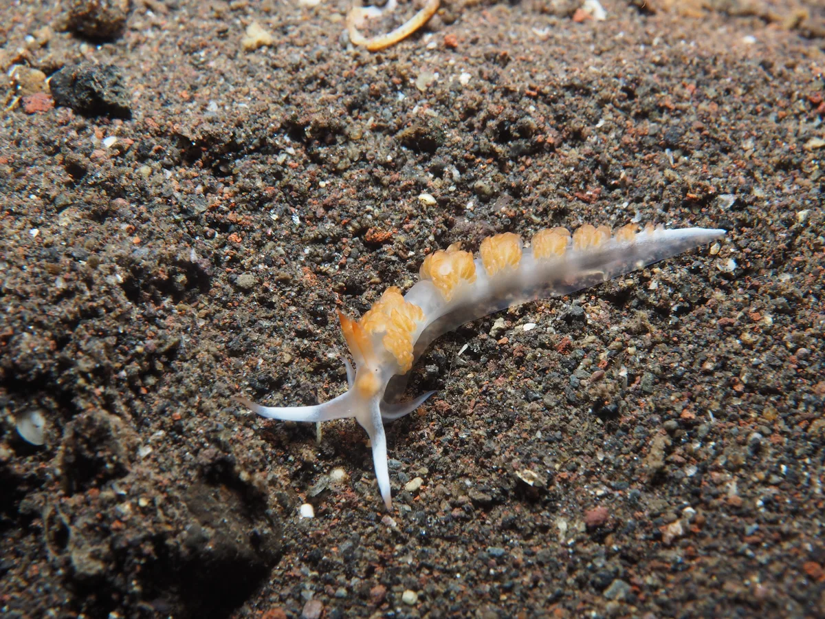 Moridilla nudibranch with an elongate body and rows of orange cerata.
