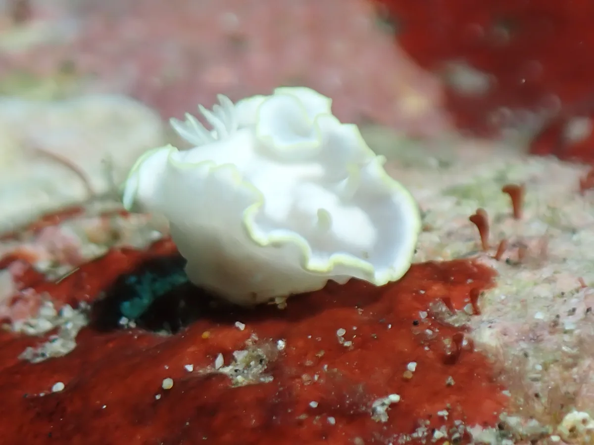 Glossodoris nudibranch showing a broad oval dorid-style body shape.