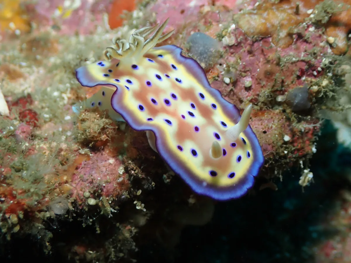 Goniobranchus nudibranch with a rounded oval mantle and black spots.