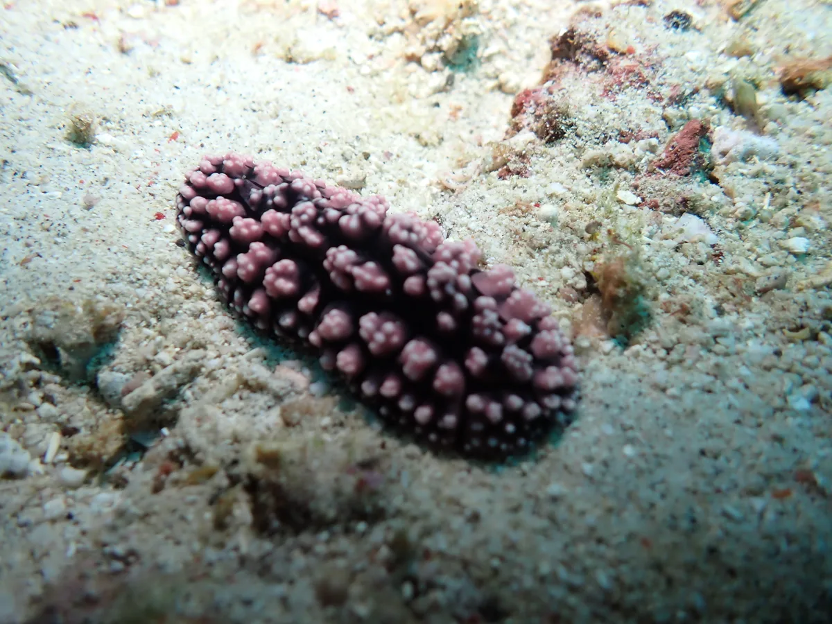 Phyllidiella nudibranch showing a broad oval body covered with raised tubercles.