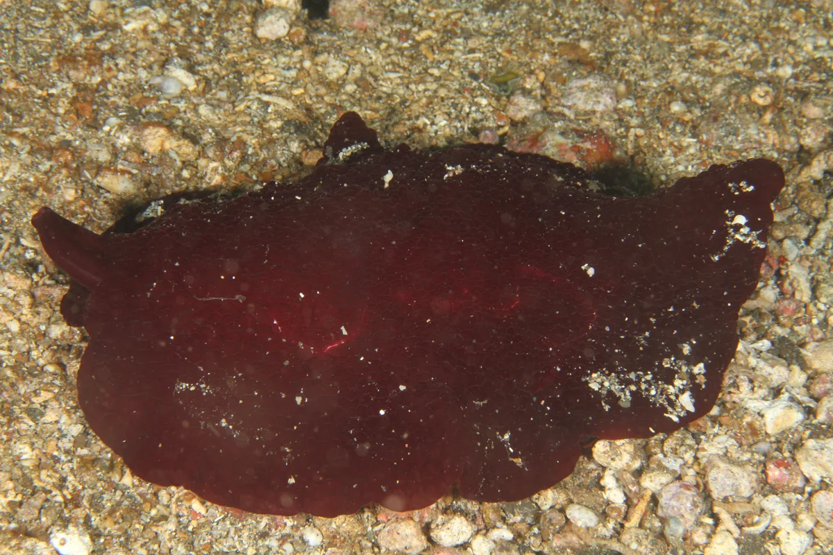 Pleurobranchus side-gilled sea slug showing a heavy robust body shape.