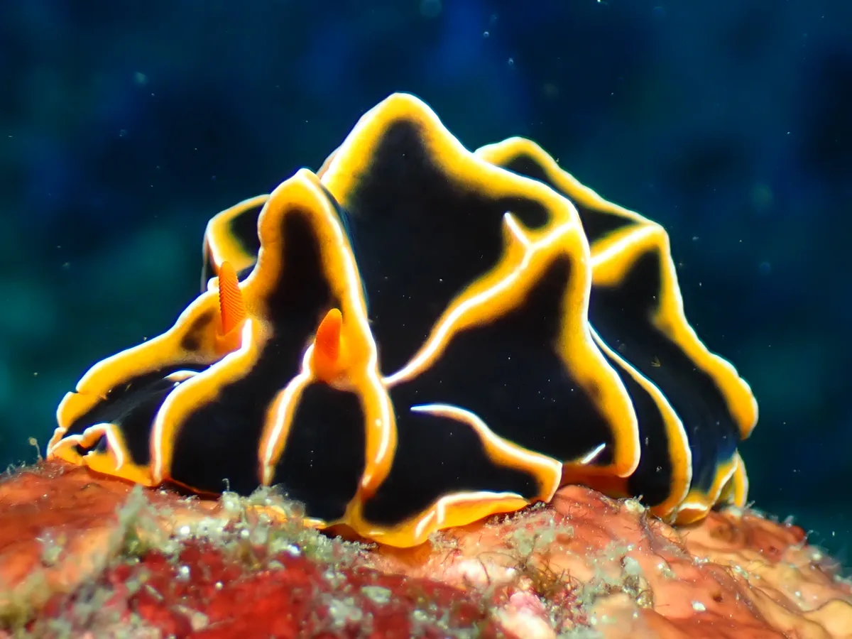 Reticulidia nudibranch with a robust body and raised mantle edge.