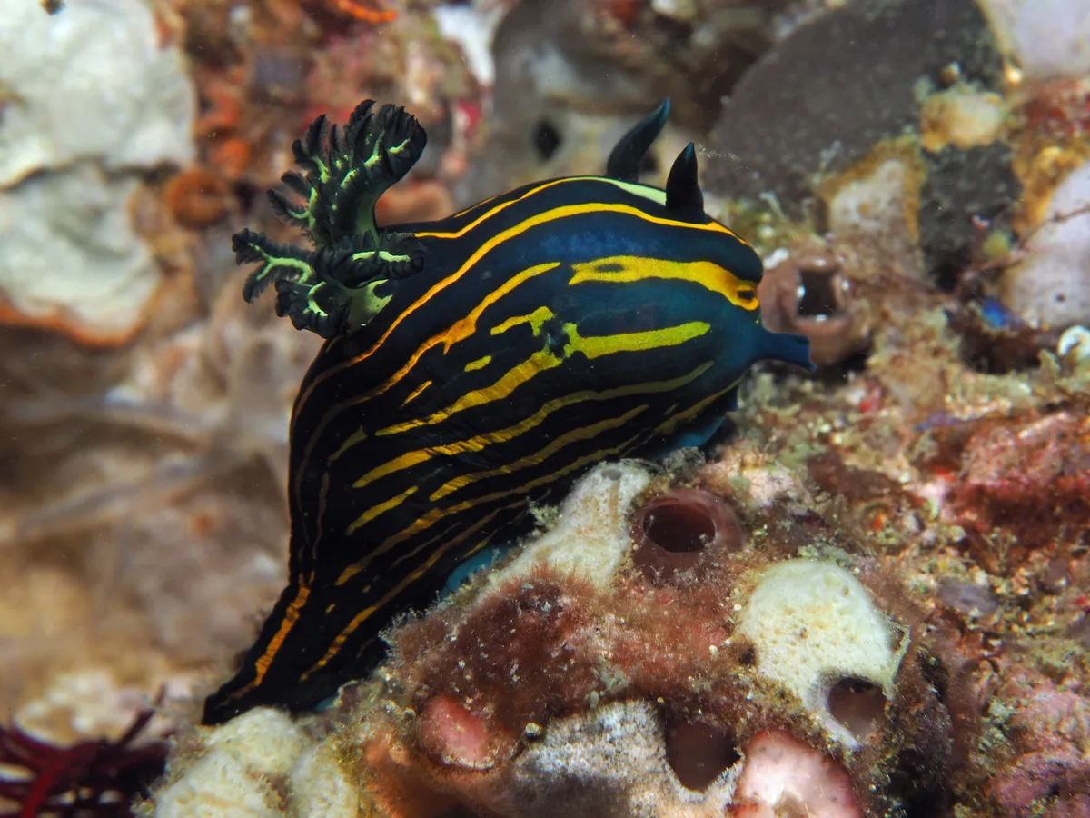 Tambja nudibranch showing a robust dark body with yellow stripes.