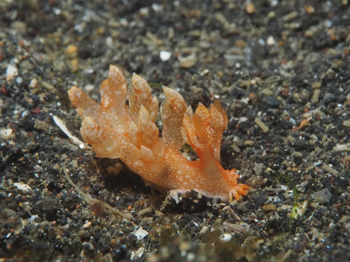 Bornella nudibranch with branched appendages breaking up the body outline.