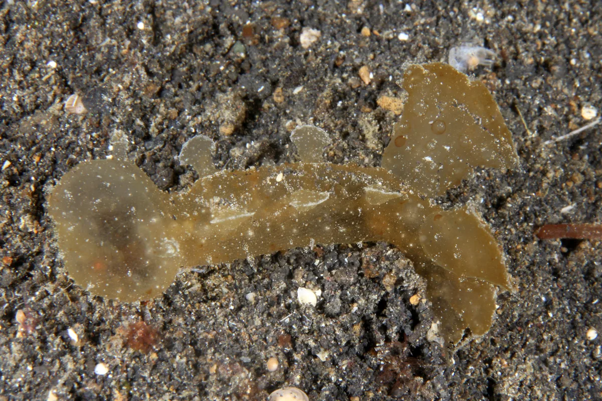 Melibe sea slug with broad appendages and a translucent body on dark sand.