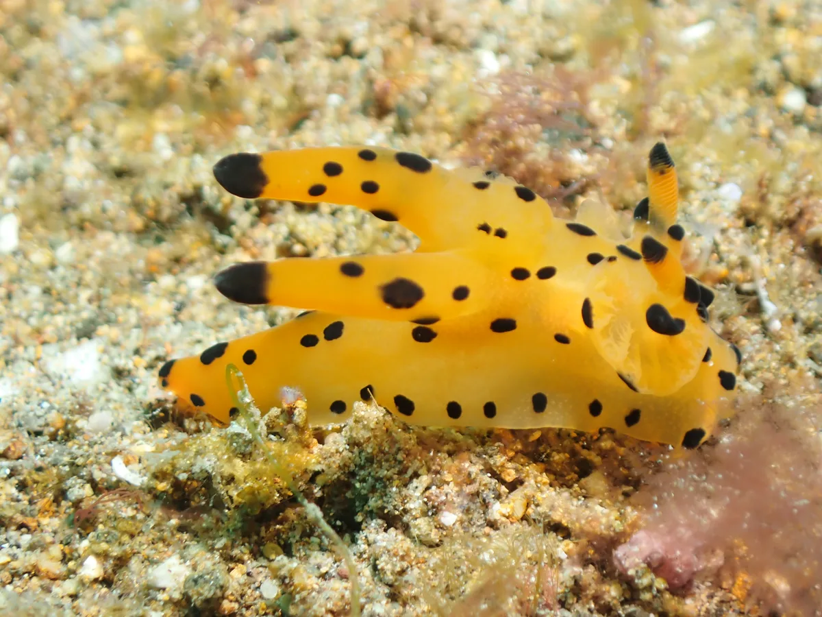 Thecacera nudibranch with yellow body, black spots and prominent appendages.
