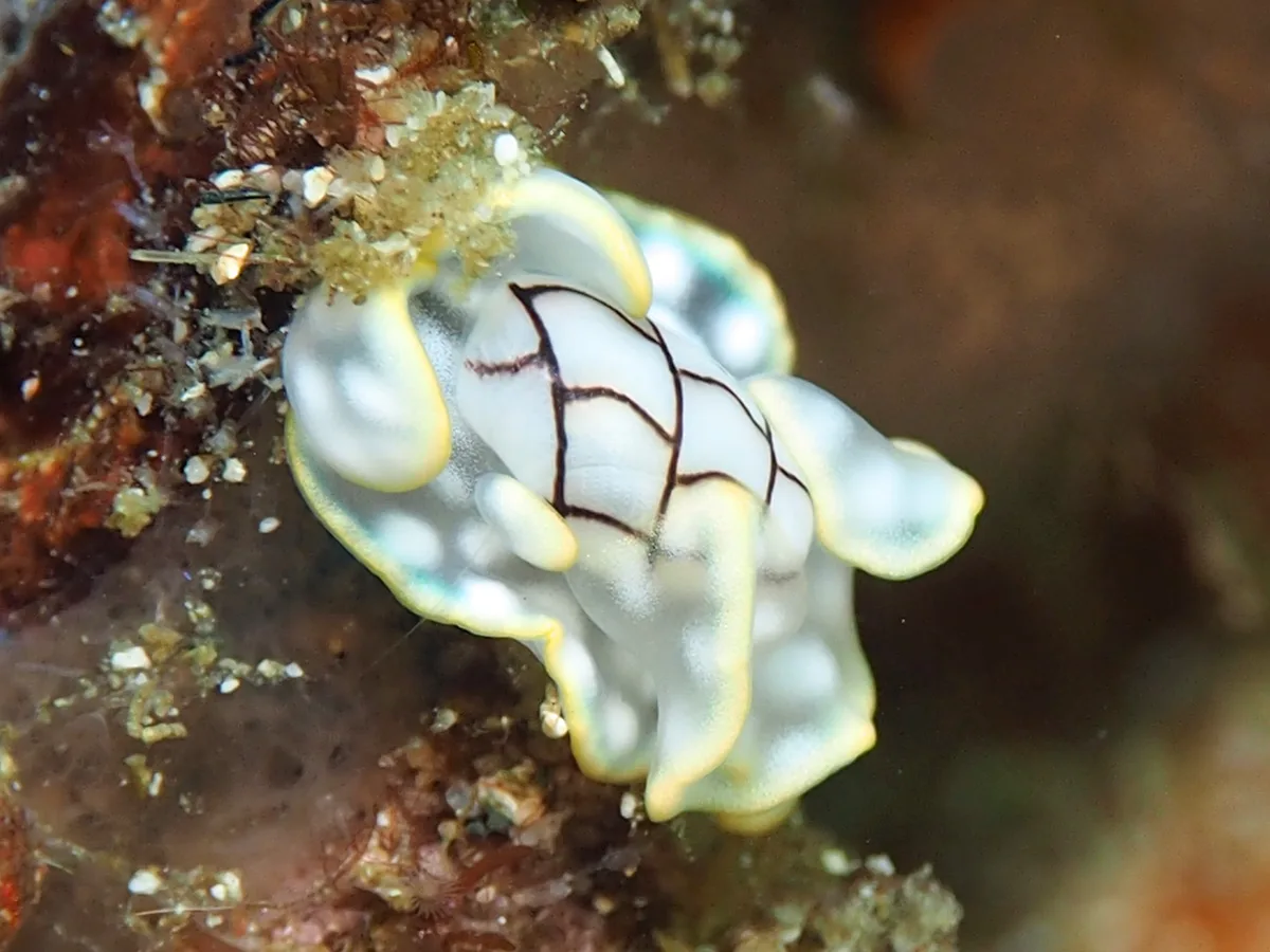 Micromelo sea slug with a visible rounded shell and soft body emerging.