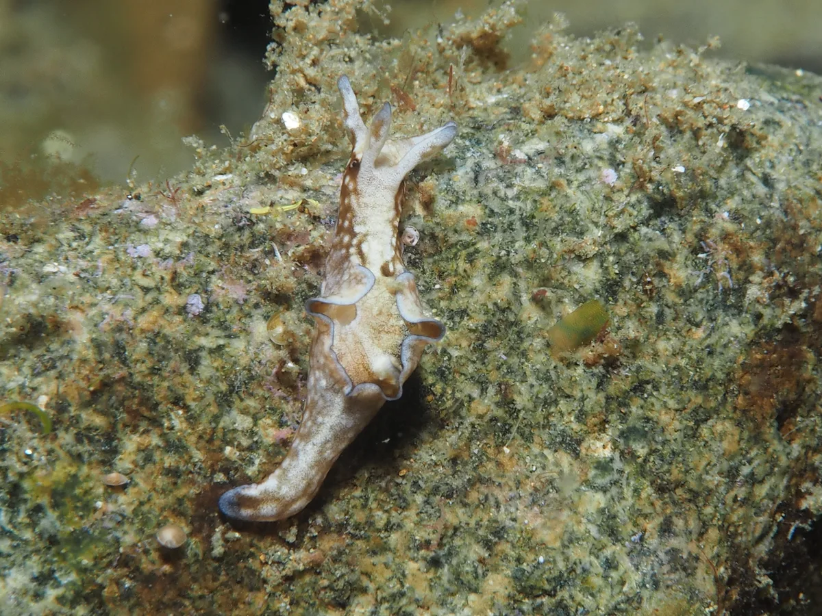 Aplysia sea hare showing a broad soft body and parapodia on the seabed.