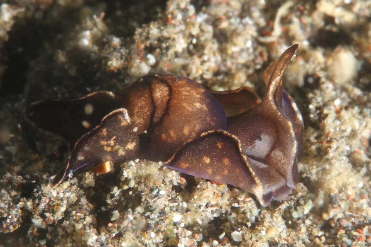 Siphopteron sea slug with compact body and shell-like form on the seabed.