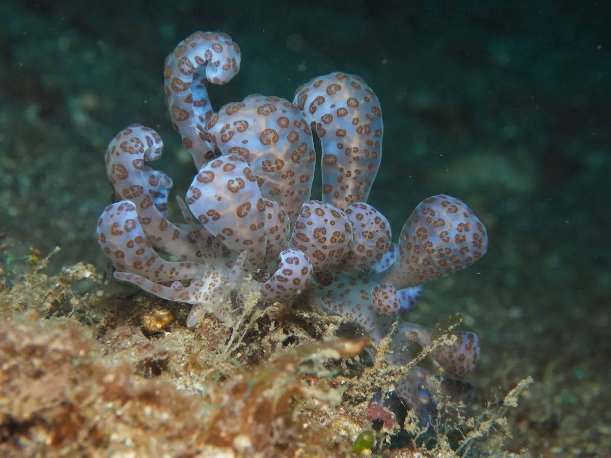 Sacoglossan sea slug with rounded algae-hosting cerata.