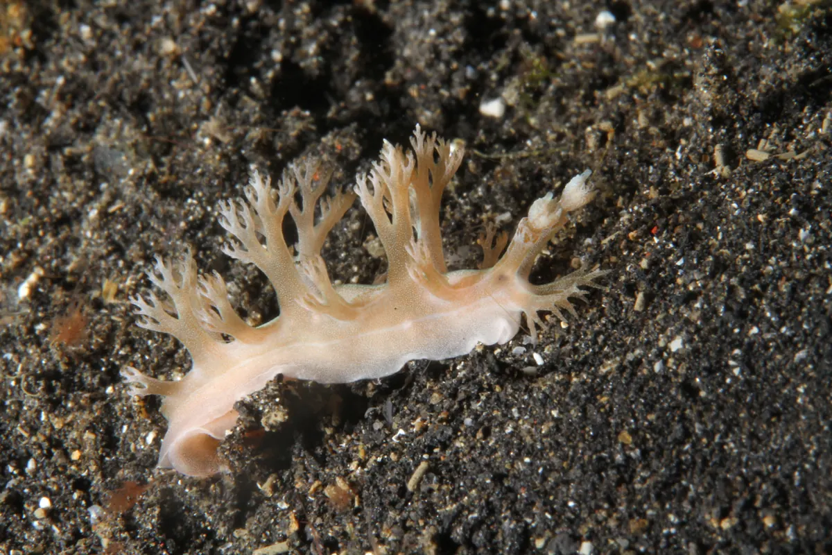 Sea slug with complex branched cerata on dark sand.
