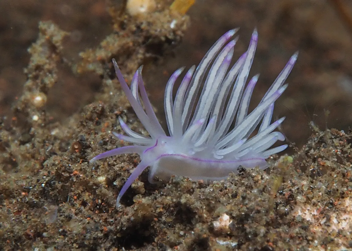 Aeolid sea slug with slender tapering cerata.