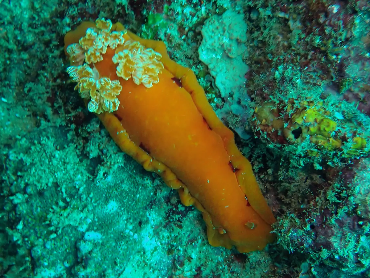 Orange sea slug with an exposed non-retractable external gill plume.