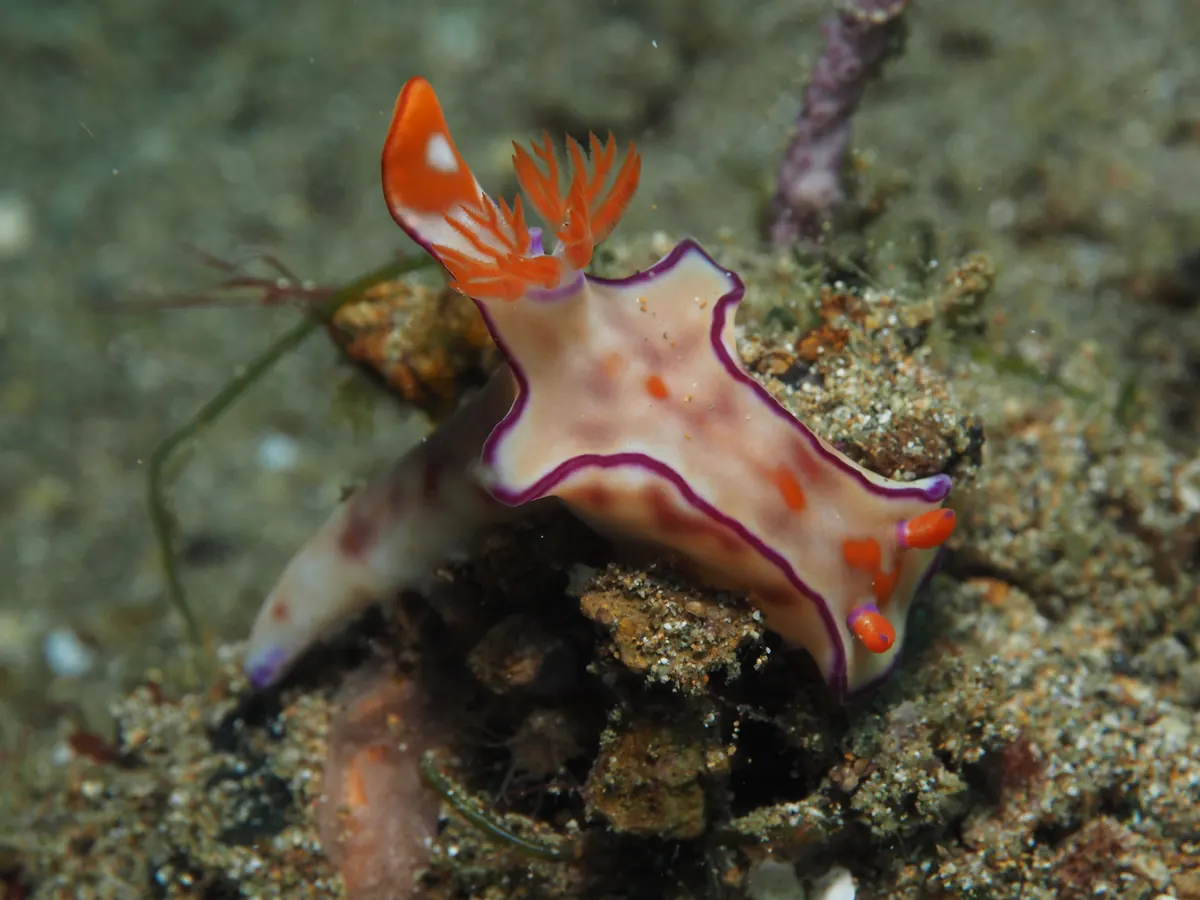 Nudibranch with appendages helping protect the external gill area.