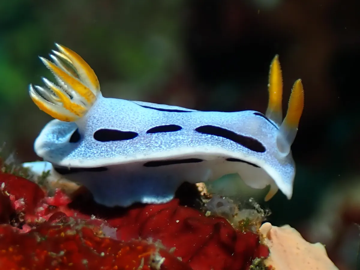 White dorid nudibranch showing a retractable external gill plume.