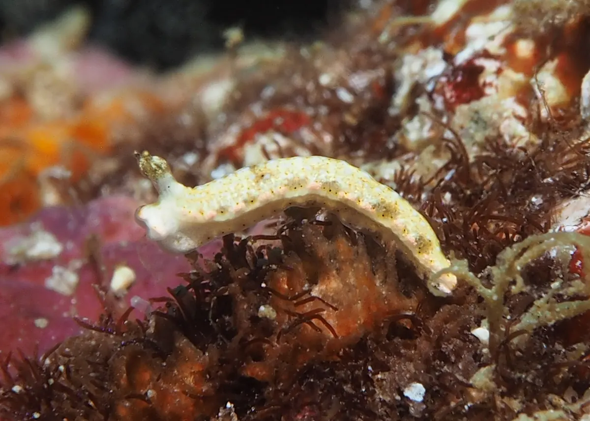 Sea slug example illustrating absent specialised gill structures and body-wall diffusion.