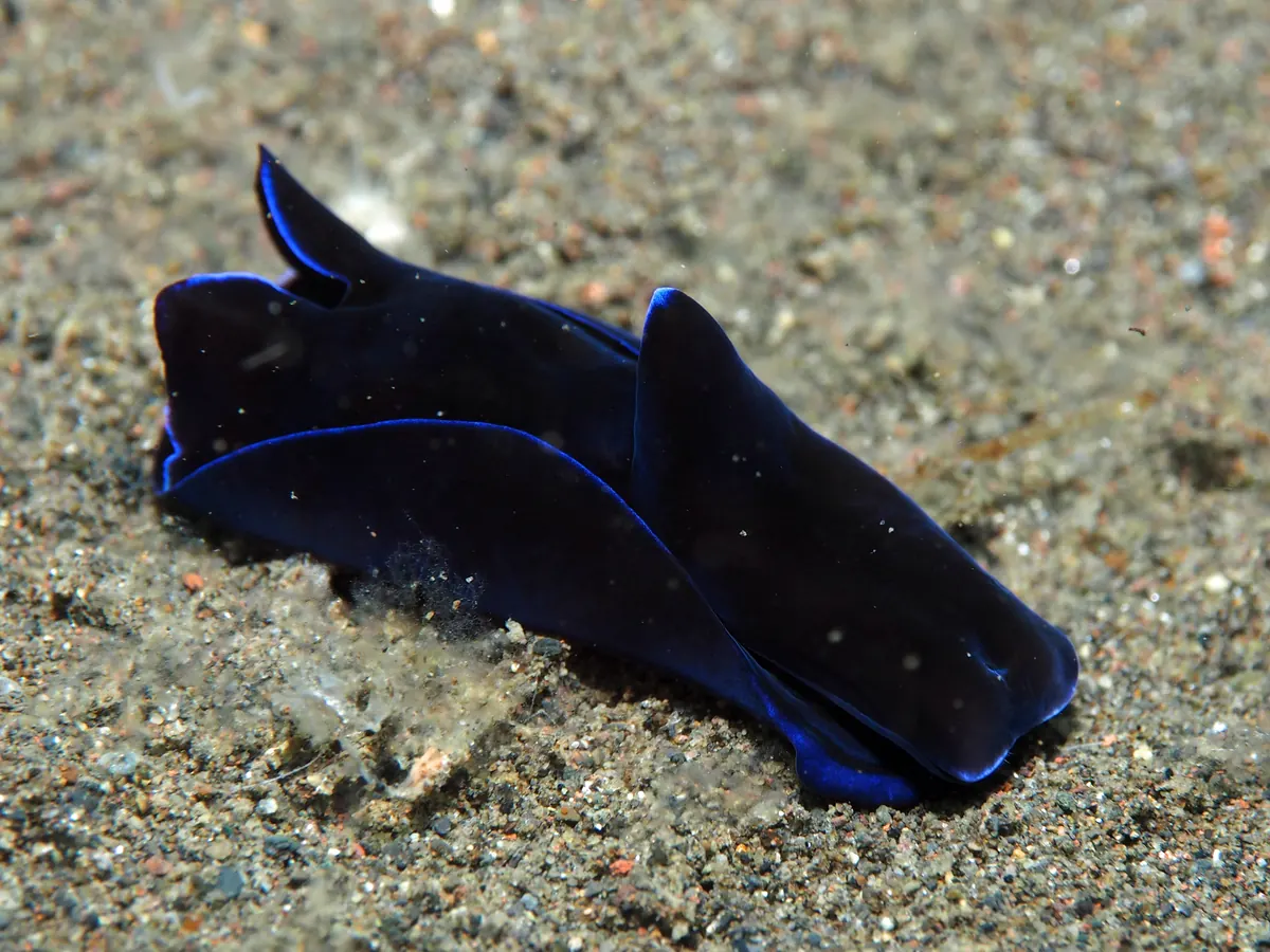 Head-shield slug with simple internal gills hidden inside the body.