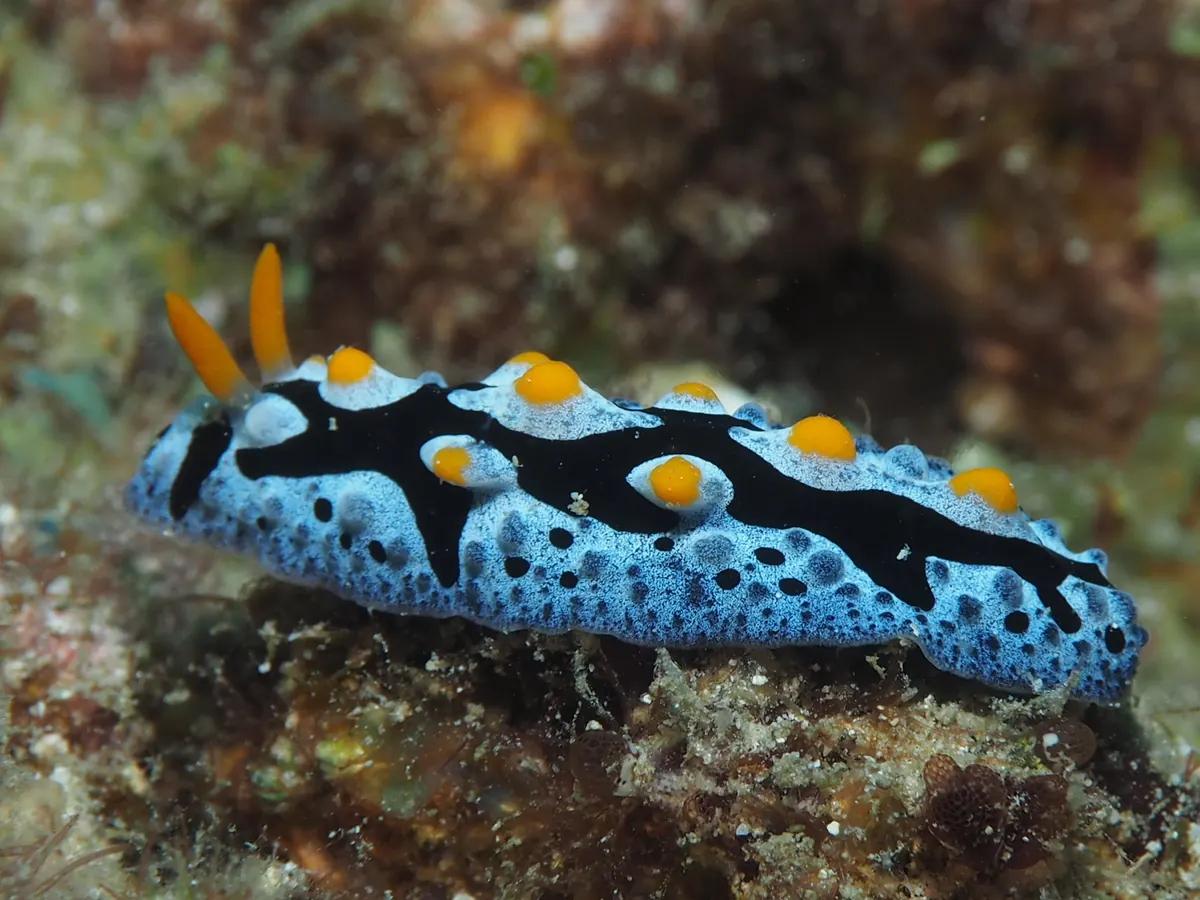 Phyllidiid sea slug with hidden secondary lateral gills beneath the mantle.