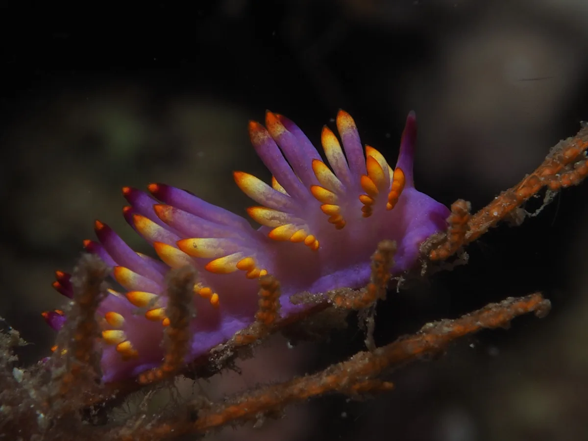 Aeolidina example Tenellia sibogae with purple body and orange-tipped cerata
