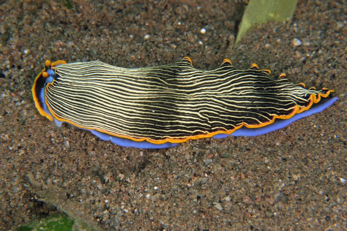 Arminina example Armina occulta showing elongated striped body with orange margin