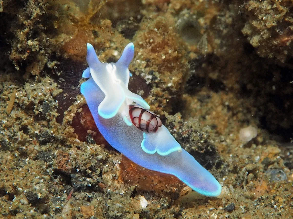 Basal shelled sea slug example Micromelo undatus showing pale blue body and patterned external shell