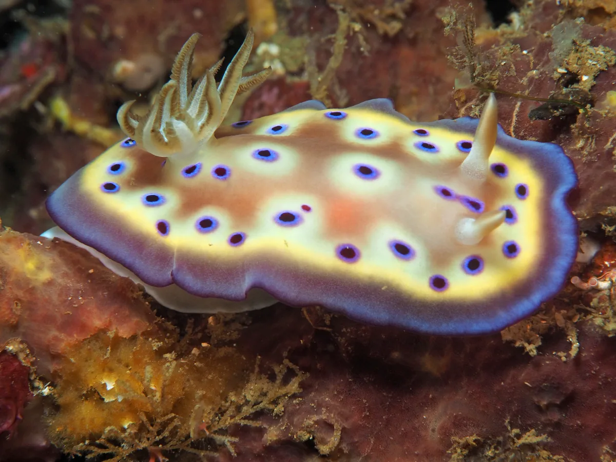 Cryptobranchia example Goniobranchus kuniei showing blue-ringed spots, yellow mantle and dorsal gills