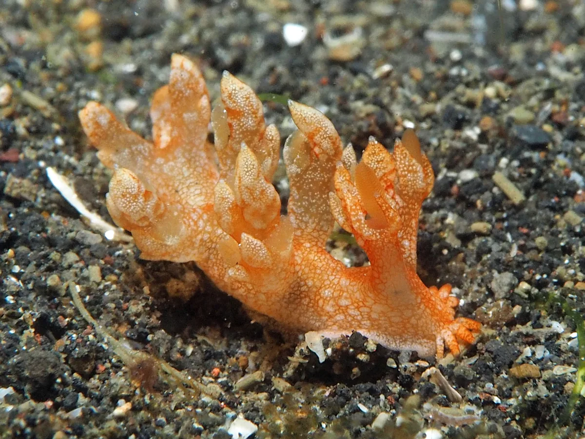 Dendronotina example Bornella sp showing orange branched body appendages used as secondary gills