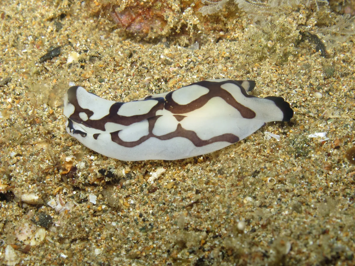 Head-shield slug example Philinopsis pilsbryi showing smooth pale body and reduced visible head appendages