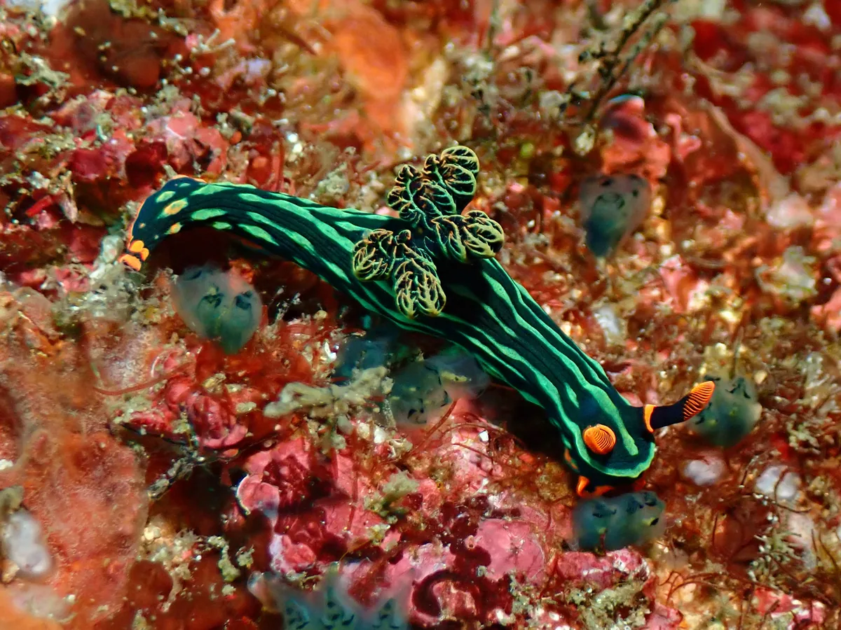 Planerobranchia example Nembrotha kubaryana showing dark body, green ridges and orange rhinophores