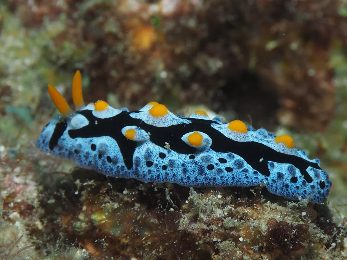 Porostomata example Phyllidia coelestis showing blue body, black markings and yellow tubercles
